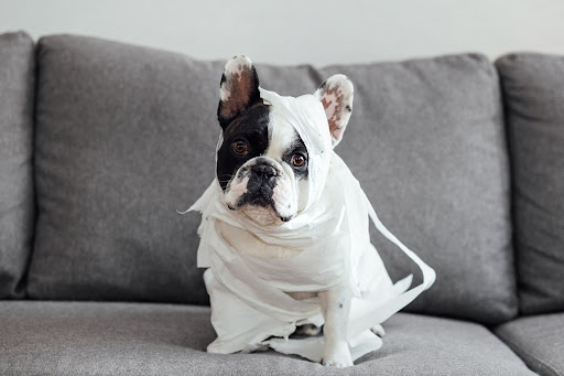 french bulldog on couch wrapped in toilet paper